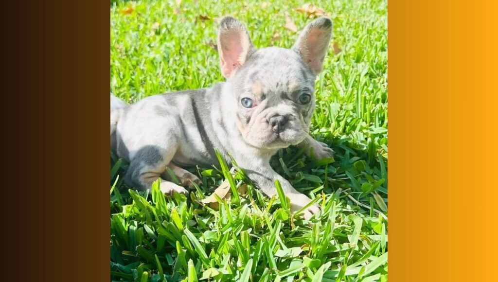 Blue Merle French Bulldog