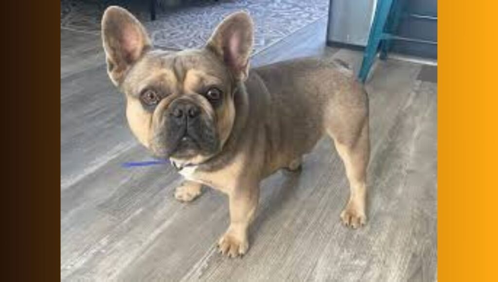 Blue Sable French Bulldog