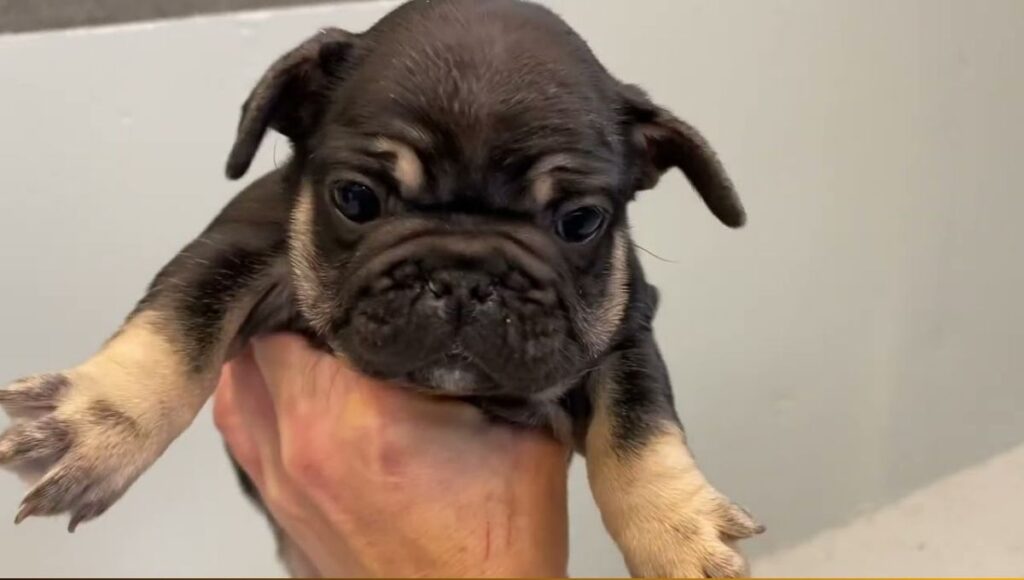 Chocolate Sable French Bulldog