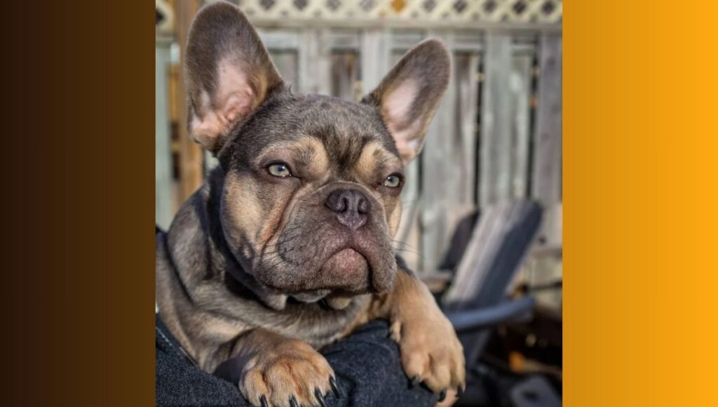 Fawn Sable French Bulldog