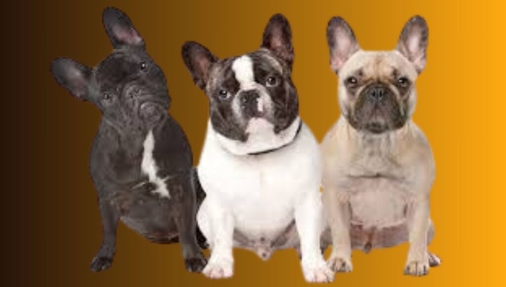 French Bulldog Coat Colors