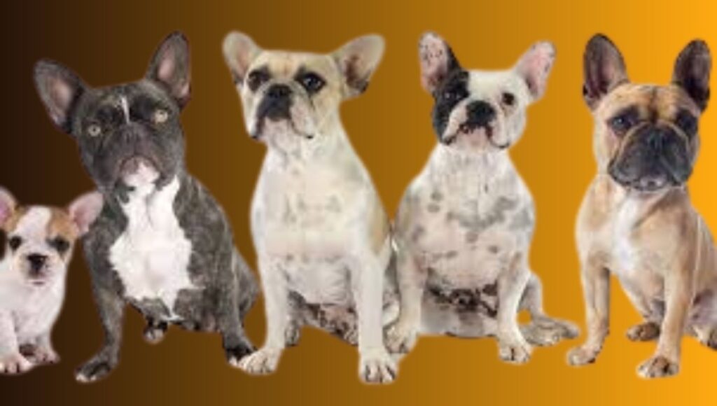 French Bulldog Coat Types