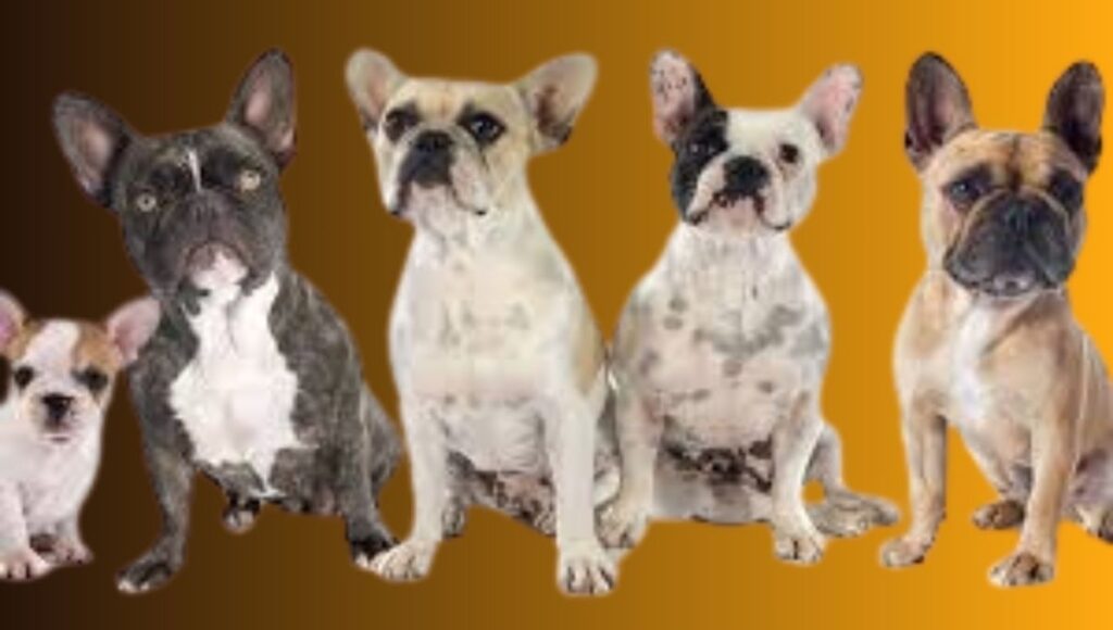 French Bulldogs Colors Explained