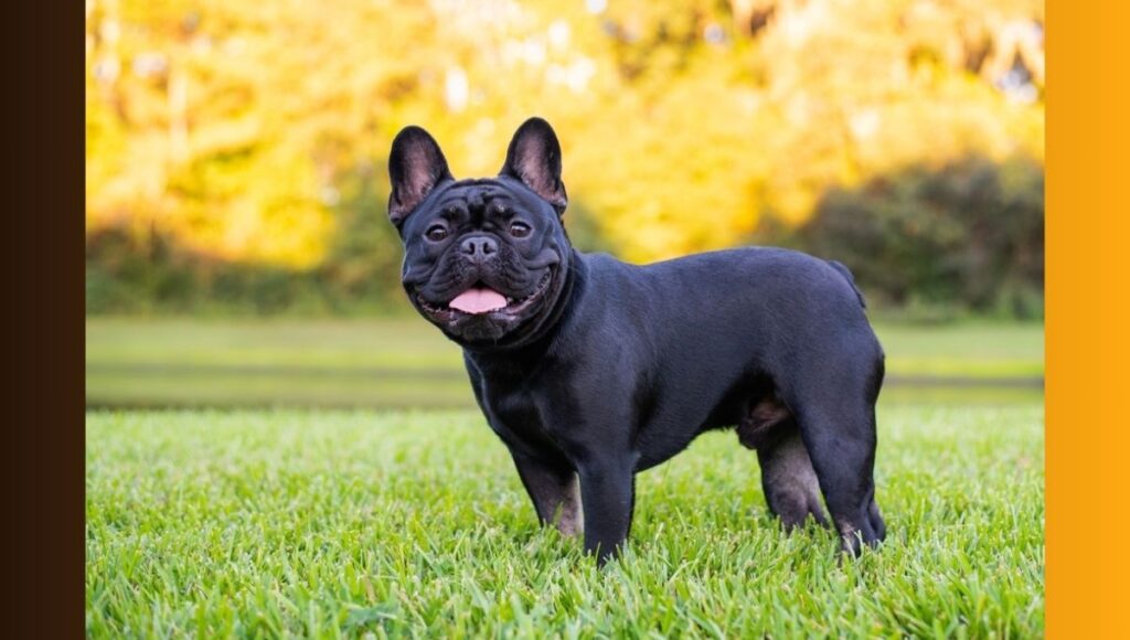 French Bulldog Lifespan