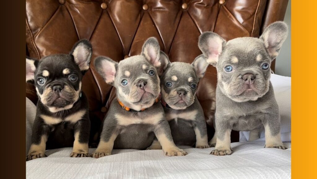 Frenchie Puppies