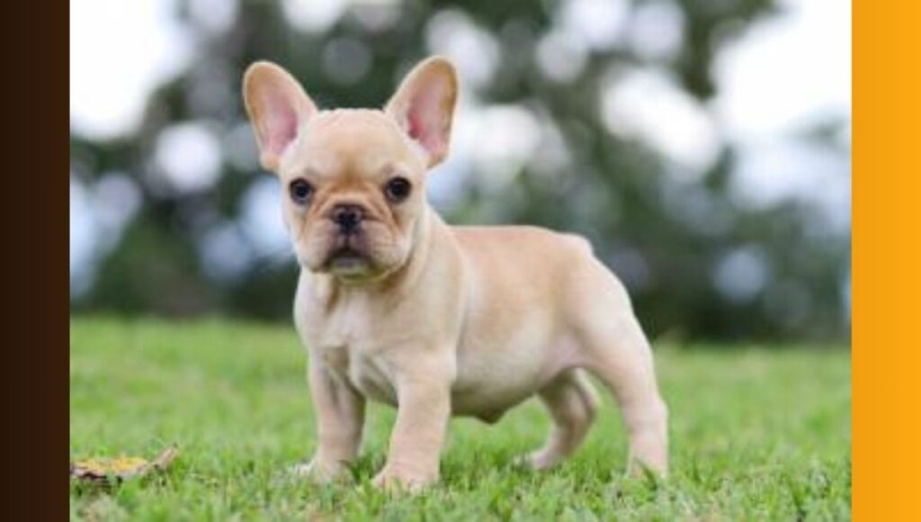 Grooming A French Bulldog