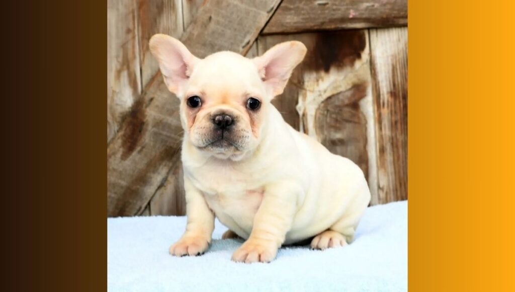How Big Do Teacup Frenchies Get