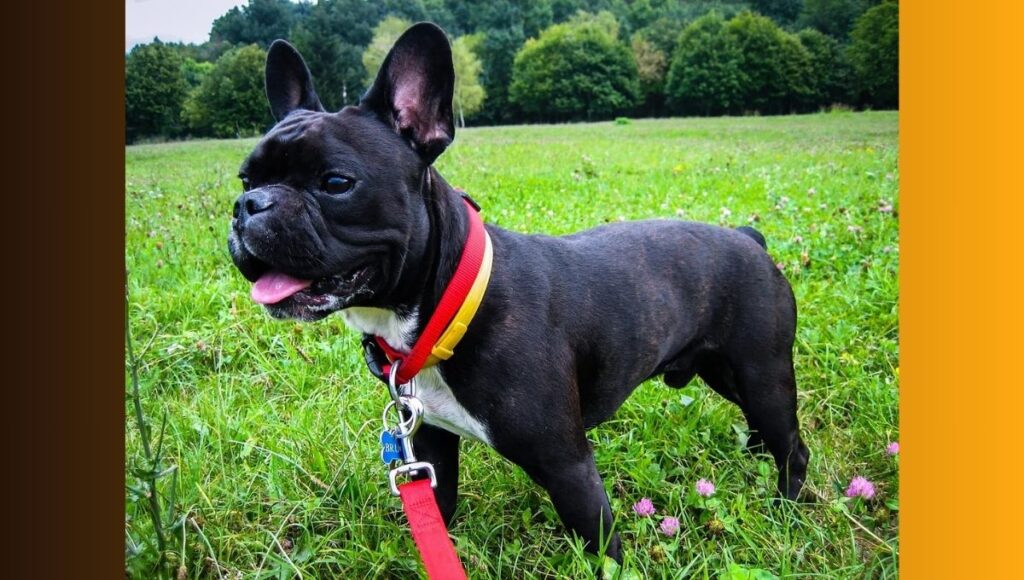 How To Train Your French Bulldog