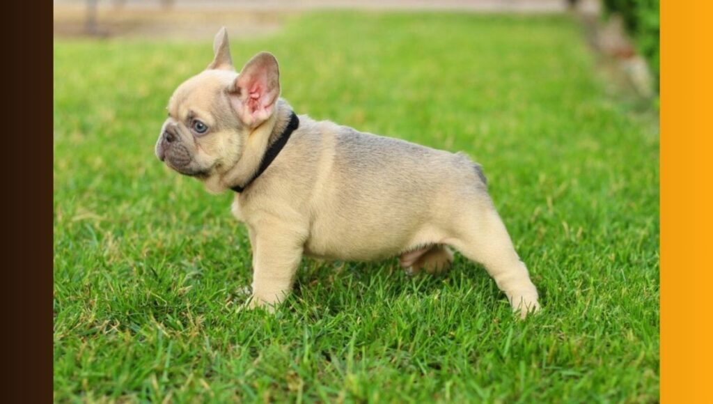 Lilac Sable French Bulldog