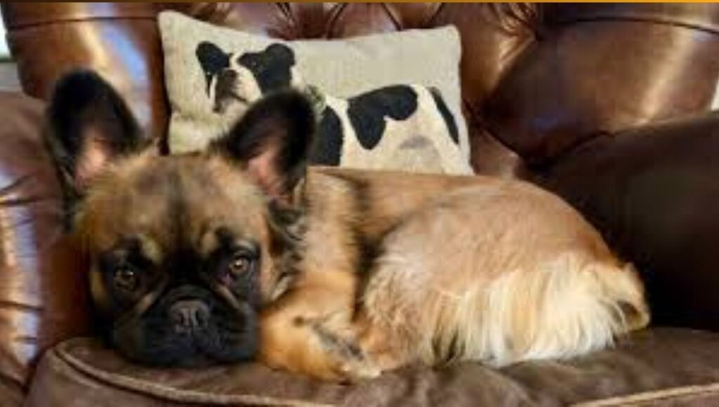 Long Hair French Bulldog Puppy