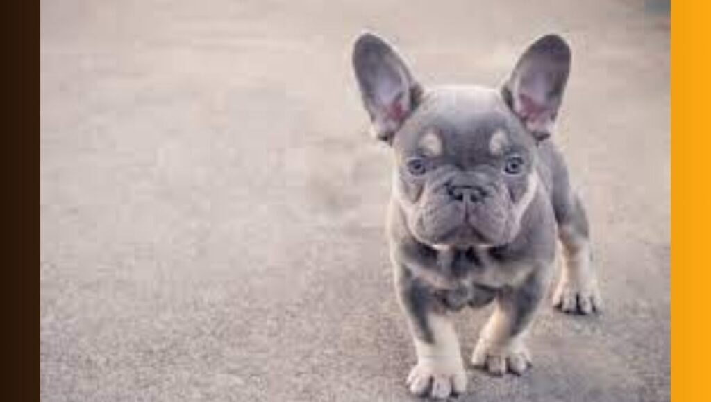 Miniature French Bulldogs