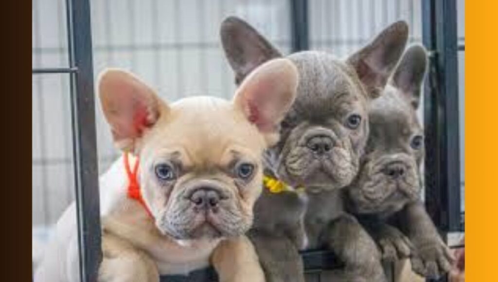 Rare French Bulldog Colors
