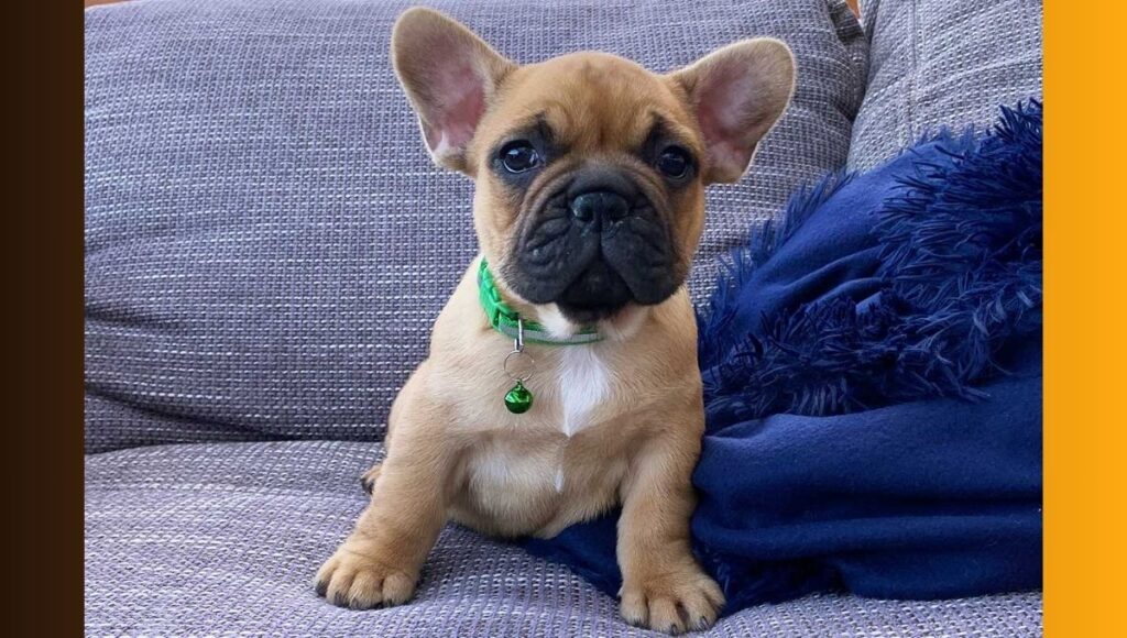 Red Sable French Bulldog