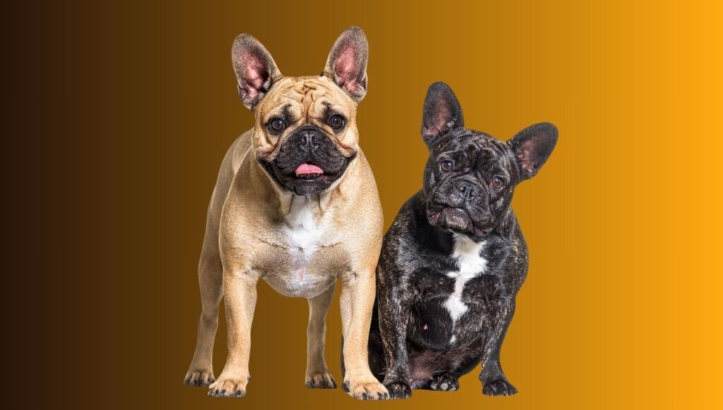 The Genetics Behind French Bulldogs Colors
