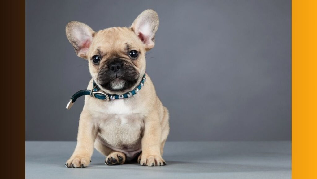 What Is A Teacup French Bulldog