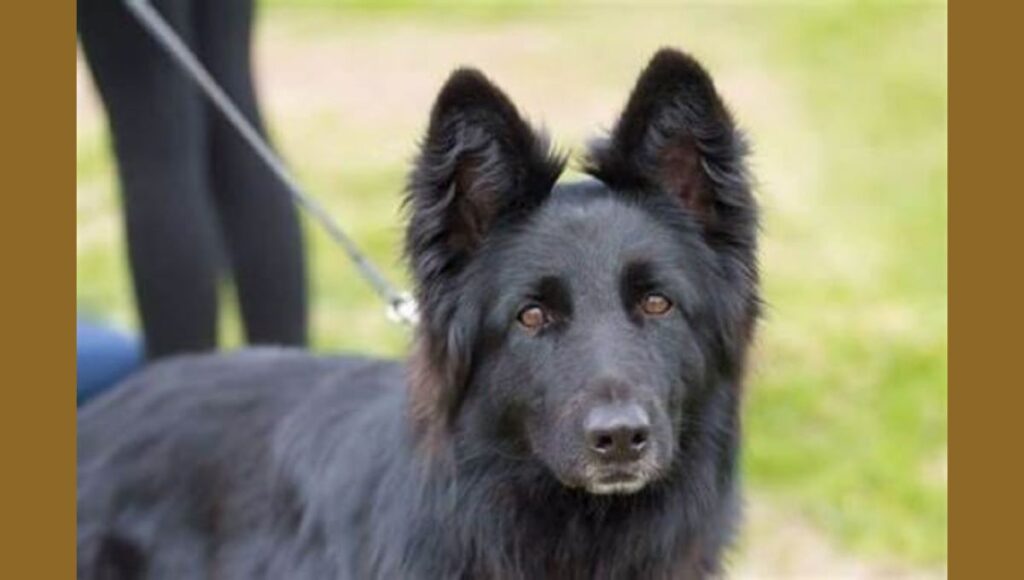 Blue German Shepherd Care