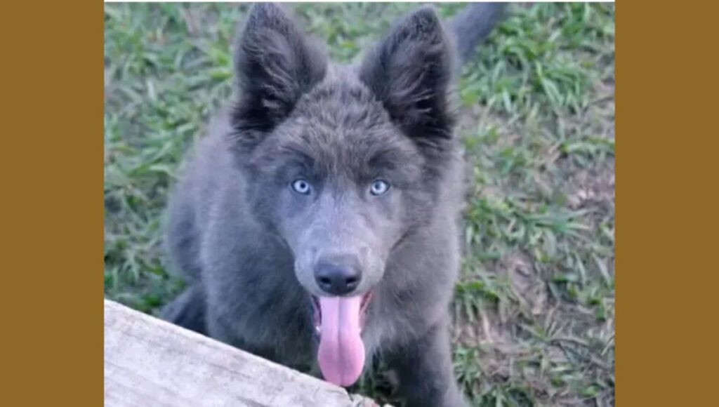 Blue German Shepherd Temperament and Personality