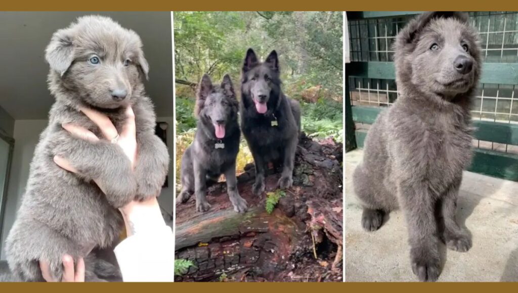 Blue German Shepherd Unique Traits and Characteristics