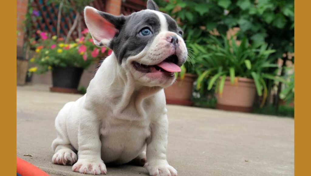 Blue French Bulldog Puppies
