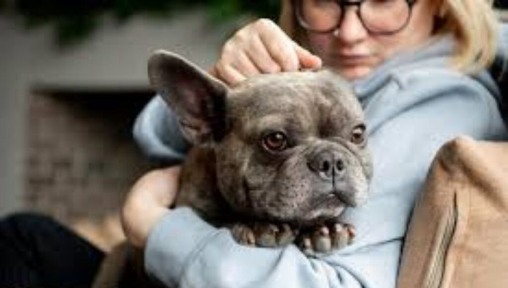 How To Prevent IVDD In Dogs