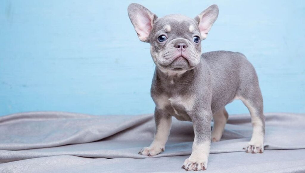 Care For French Bulldog
