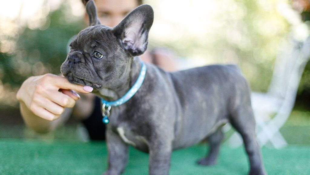 Caring for a Brindle French Bulldog