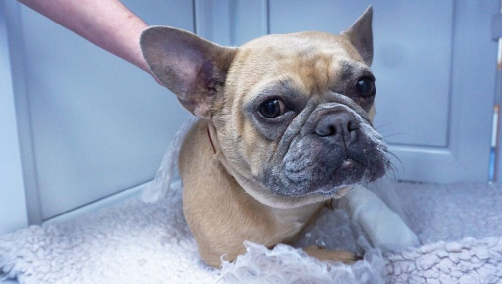 Caring for a French Bulldog Tail