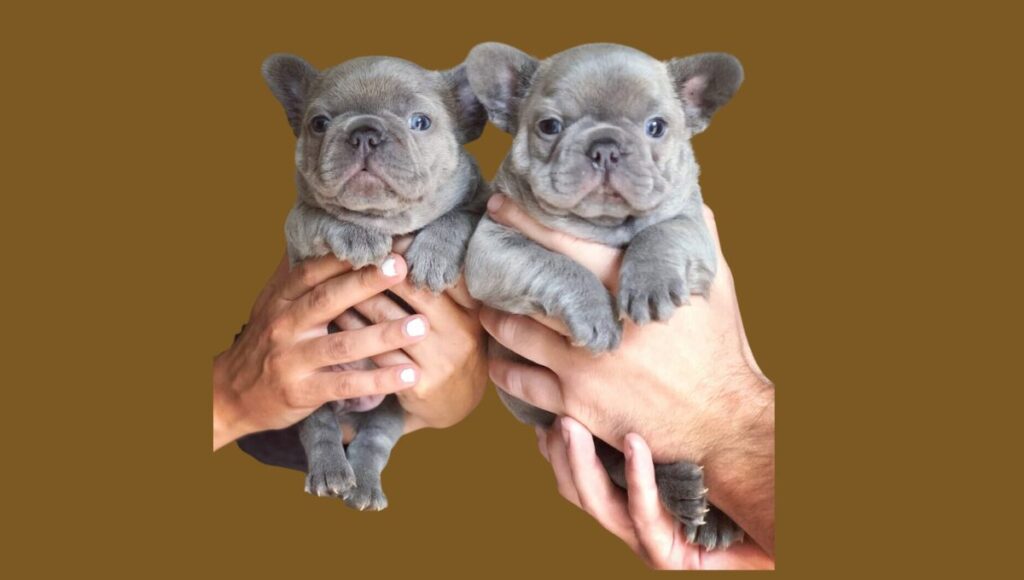 Training Your French Bulldog