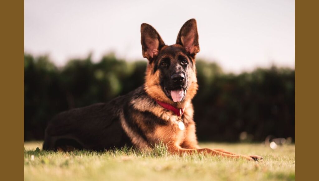 Characteristics of Large German Shepherd