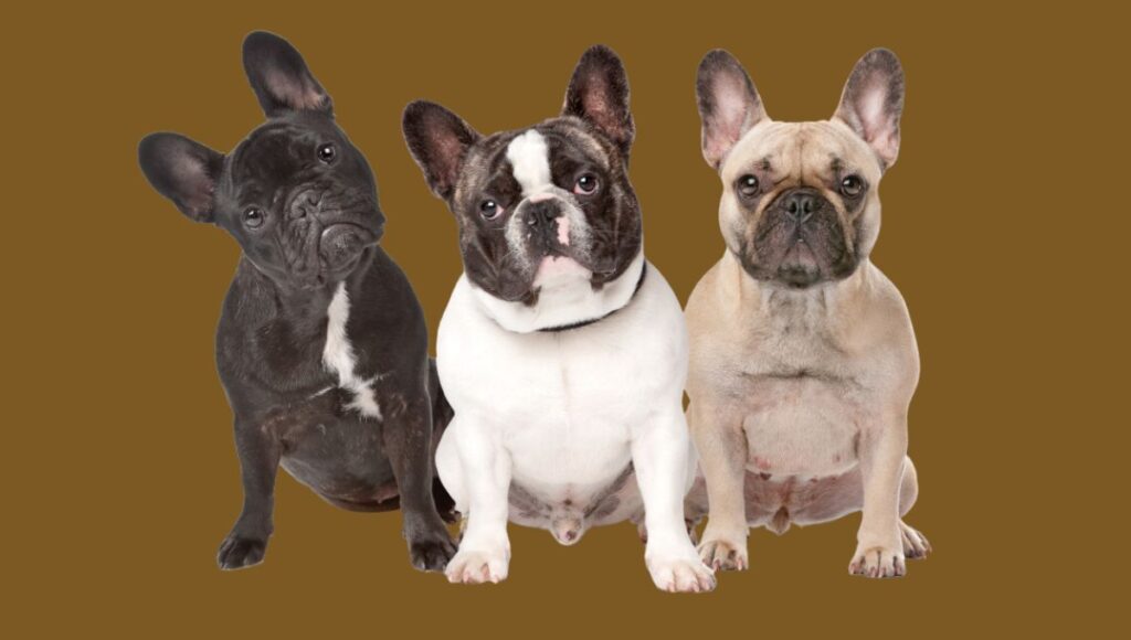 Coat Color of Fawn French Bulldog