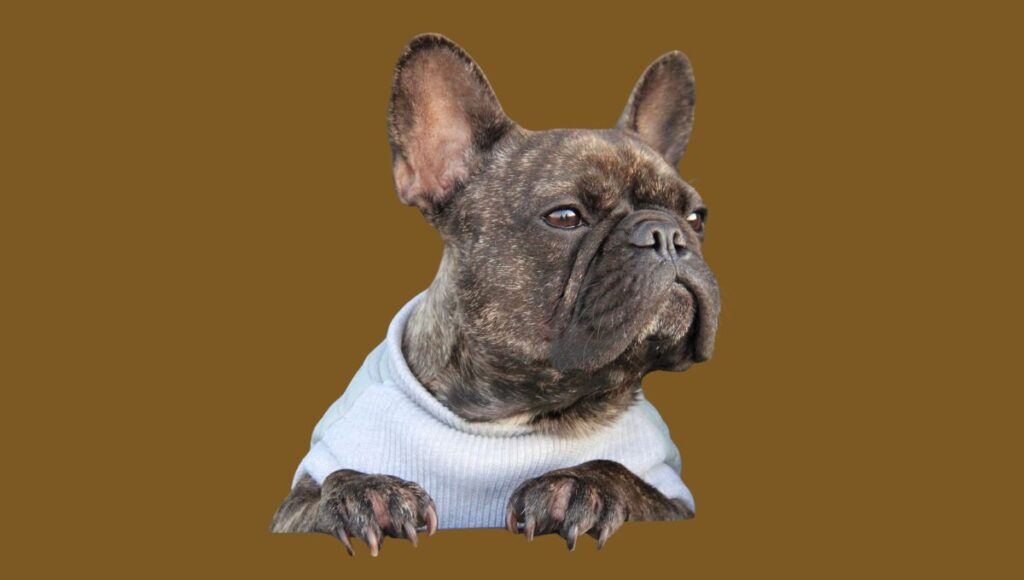 Coat and Appearance of Brindle French bulldog