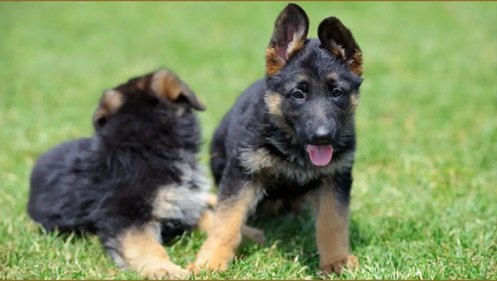 Common Misconceptions About Blue German Shepherd