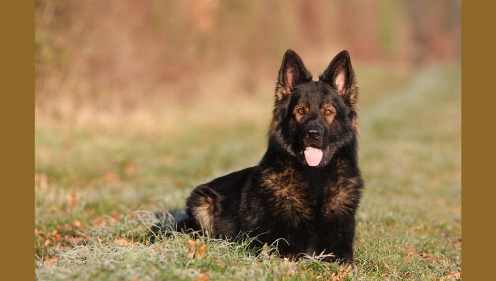 East German Shepherd Personality Traits and Behavior