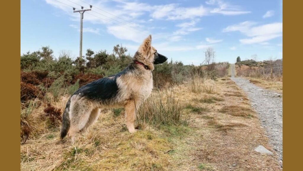 East German Shepherds Activity Level and Recommendations