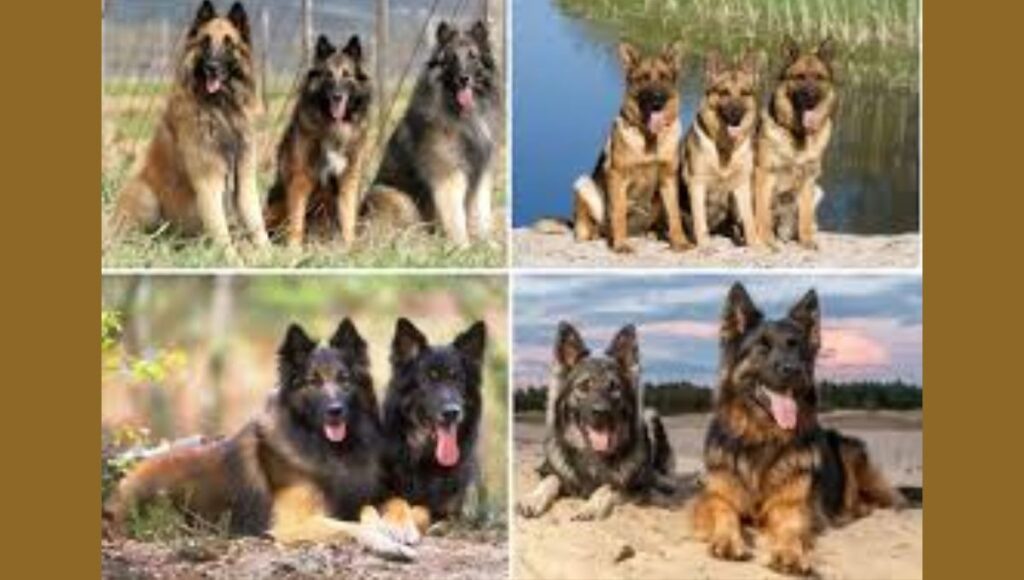 East German vs. Other Shepherd Breeds