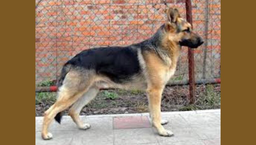 European German Shepherds