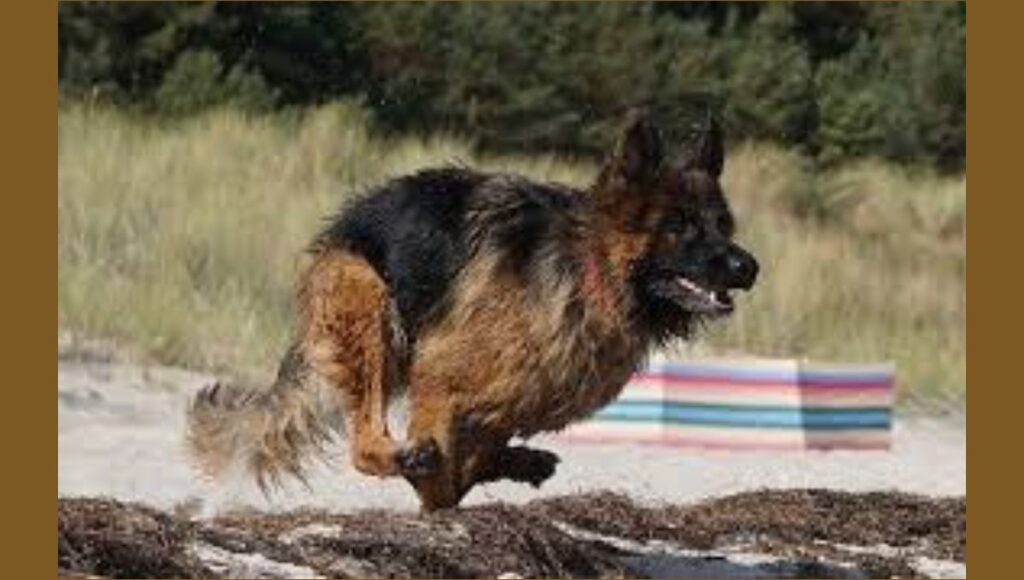 Exercise Needs and Activity Levels of Large German Shepherd