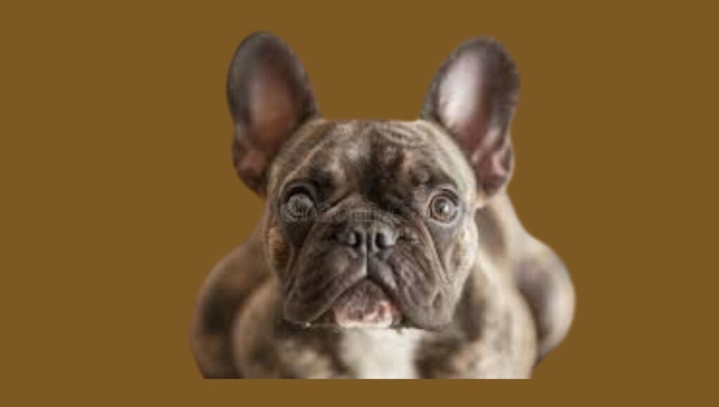 Eye Color and Expression of Brindle French Bulldog