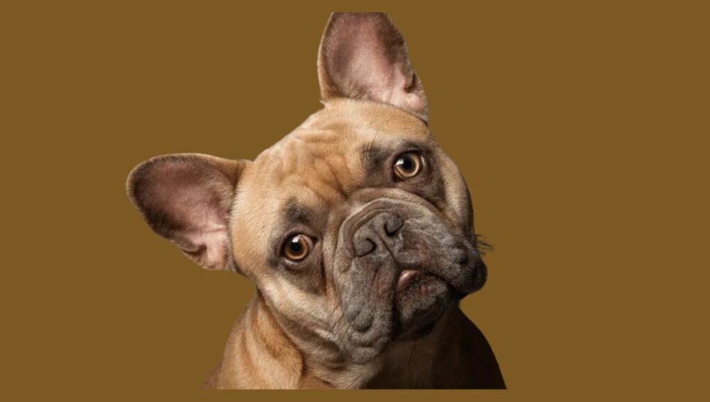 Face and Ears of Fawn French Bulldog