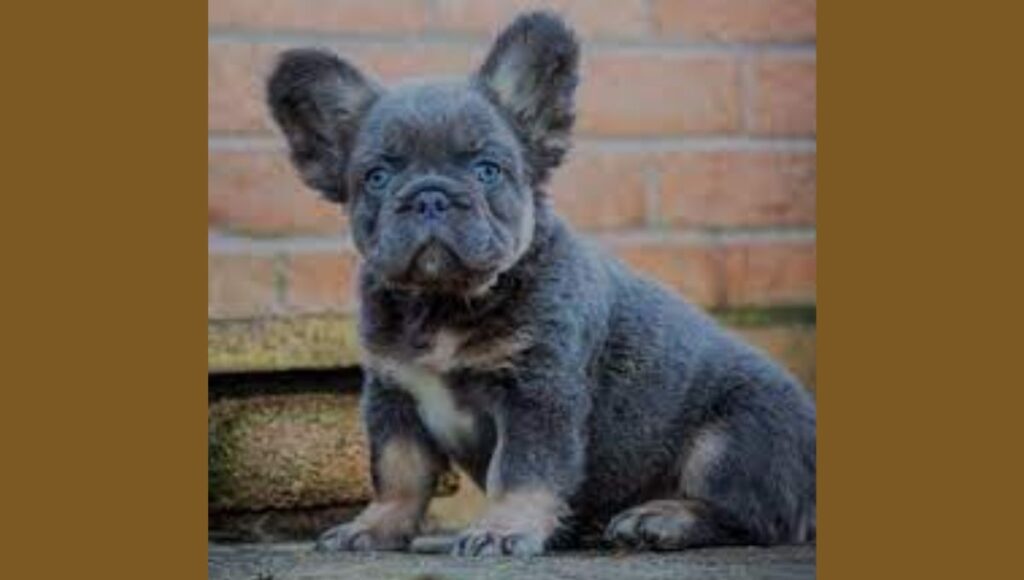 What Is A Fluffy French Bulldogs