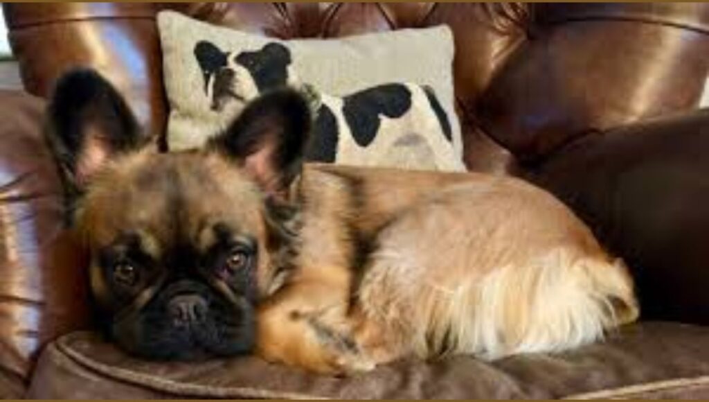 Caring For A French Bulldog