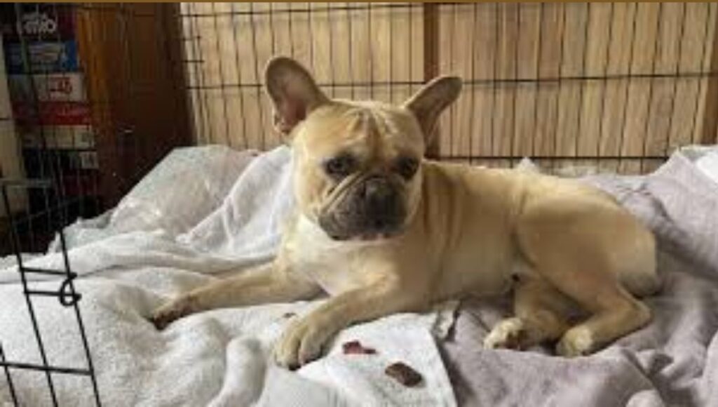 How To Treat IVDD In Dogs At Home
