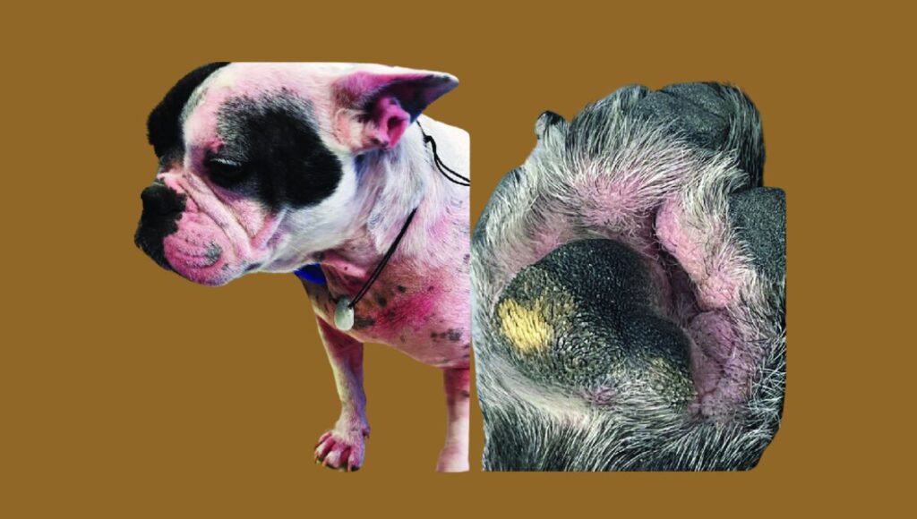 French Bulldog Environmental Allergies (Atopy)