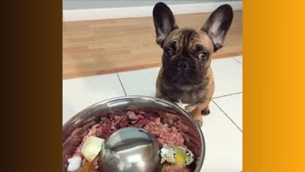 French Bulldog Food Puppy