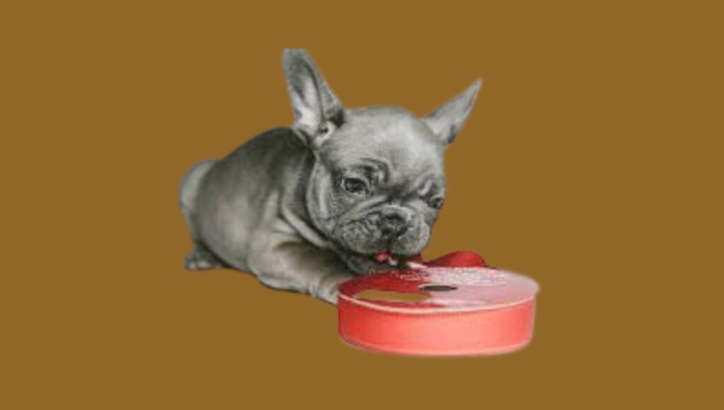 French Bulldog Licking Paws