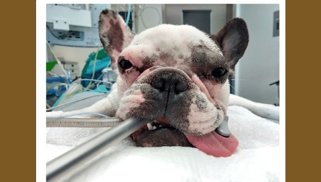 French Bulldog IVDD Treatment Options