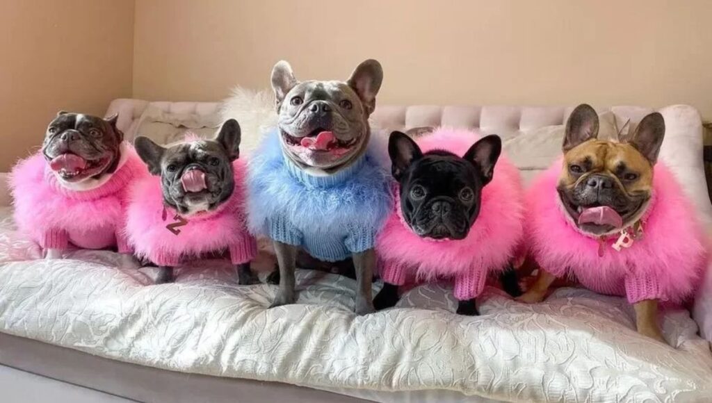 French Bulldog Apparel