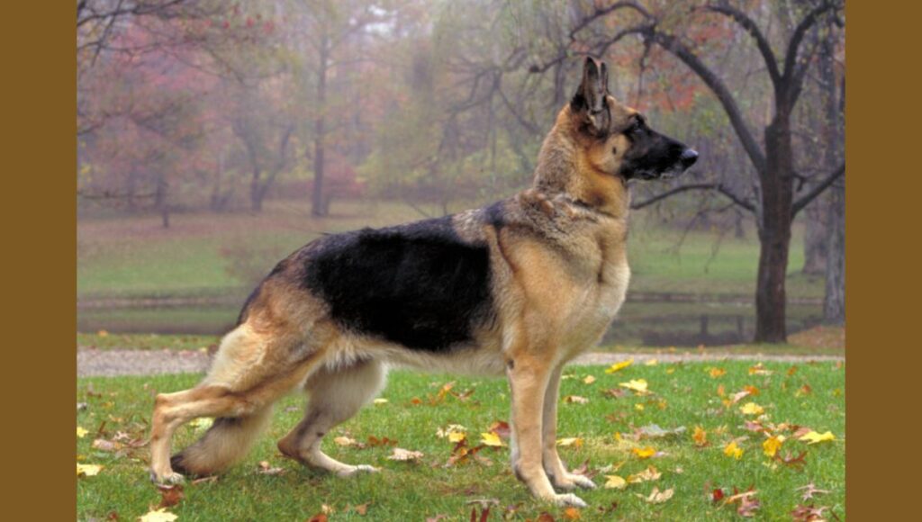 Grooming Tips for Shedding of Large German Shepherd