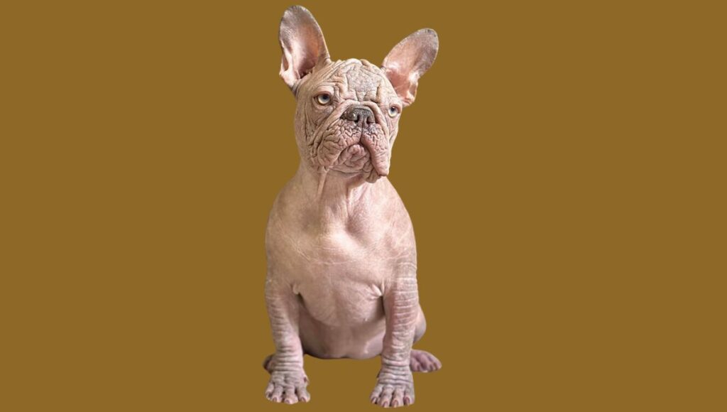 Hairless French Bulldog