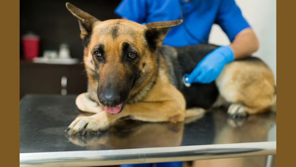 Health Considerations and Common Issues of Large German Shepherd